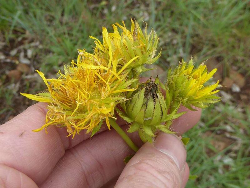 Berkheya coddii, photographed by Andrew Hankey