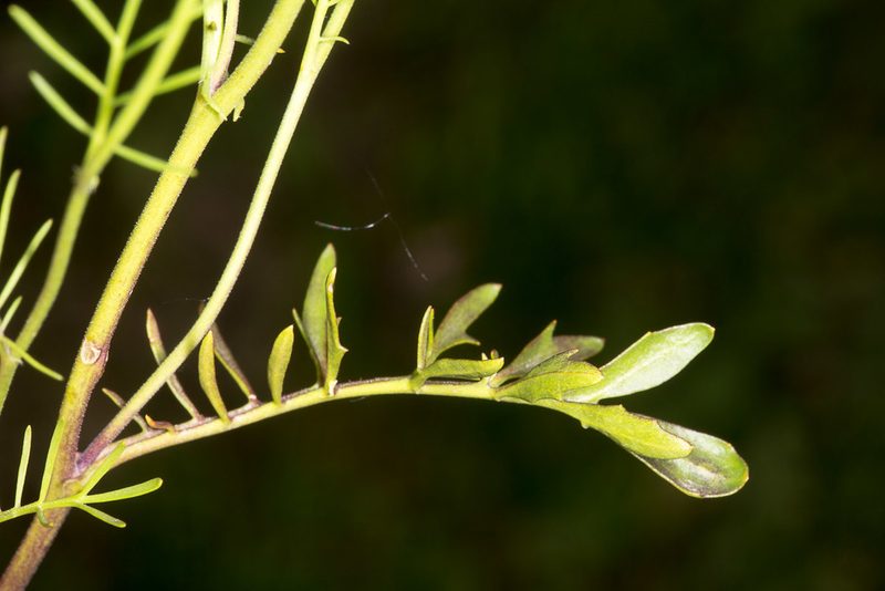 Rorippa pyrenaica, photographed by Drepanostoma