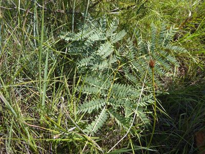 Entada obliqua, photographed by Andrew Hankey