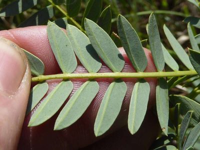 Entada obliqua, photographed by Andrew Hankey