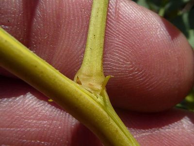 Entada obliqua, photographed by Andrew Hankey