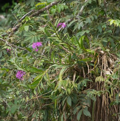 Epidendrum flexuosum, photographed by carnifex