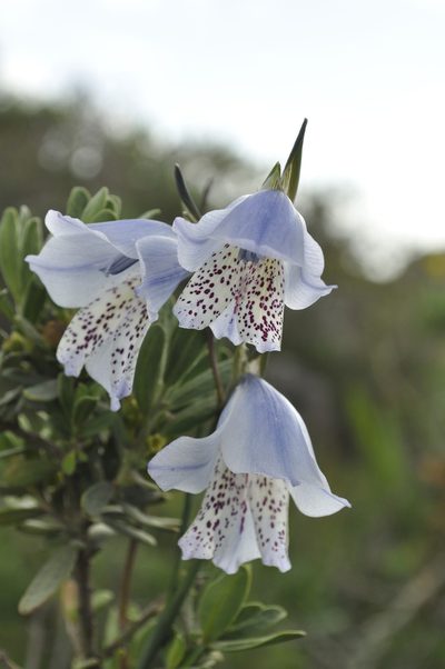 Gladiolus caeruleus, photographed by Seth Musker