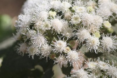 Ageratina petiolaris, photographed by José Belem Hernández Díaz