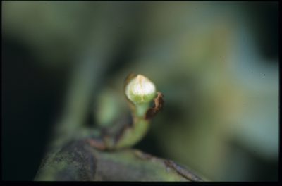 Guatteria ramiflora, photographed by Michael D. Pirie