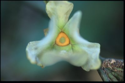 Guatteria ramiflora, photographed by Michael D. Pirie