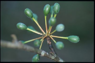 Guatteria ramiflora, photographed by Michael D. Pirie