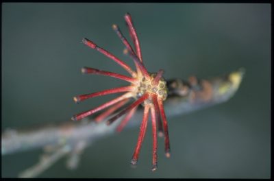 Guatteria ramiflora, photographed by Michael D. Pirie