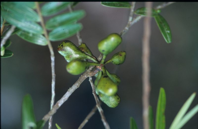 Xylopia emarginata, photographed by Michael D. Pirie