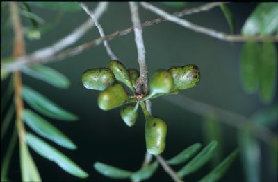 Xylopia emarginata, photographed by Michael D. Pirie