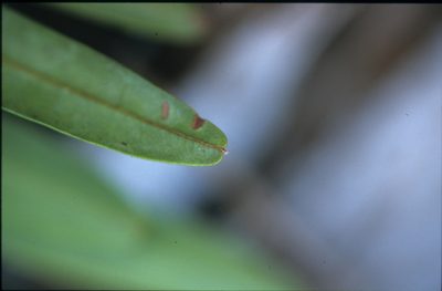 Xylopia emarginata, photographed by Michael D. Pirie