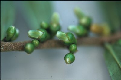 Xylopia emarginata, photographed by Michael D. Pirie