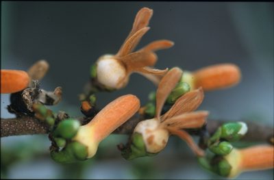 Xylopia emarginata, photographed by Michael D. Pirie