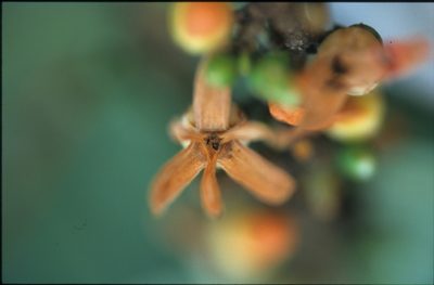 Xylopia emarginata, photographed by Michael D. Pirie