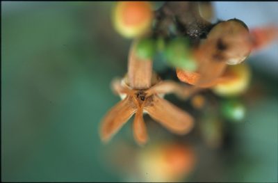 Xylopia emarginata, photographed by Michael D. Pirie