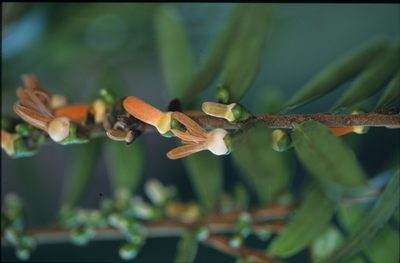 Xylopia emarginata, photographed by Michael D. Pirie