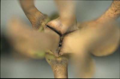Guatteria ramiflora, photographed by Michael D. Pirie