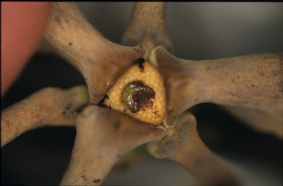 Guatteria ramiflora, photographed by Michael D. Pirie