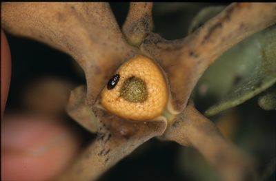 Guatteria ramiflora, photographed by Michael D. Pirie