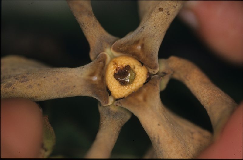 Guatteria ramiflora, photographed by Michael D. Pirie