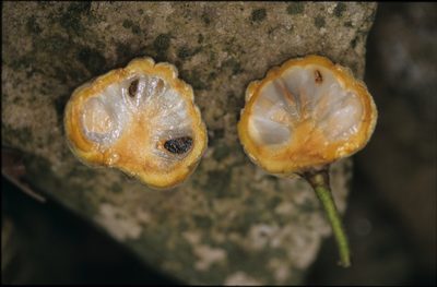 Annona neochrysocarpa, photographed by Michael D. Pirie