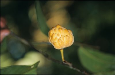 Annona neochrysocarpa, photographed by Michael D. Pirie