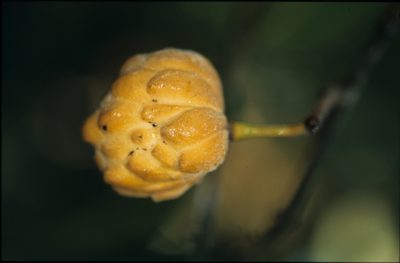 Annona neochrysocarpa, photographed by Michael D. Pirie