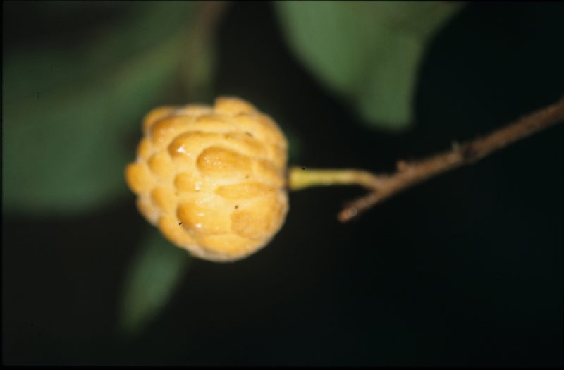 Annona neochrysocarpa, photographed by Michael D. Pirie