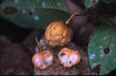 Annona neochrysocarpa, photographed by Michael D. Pirie