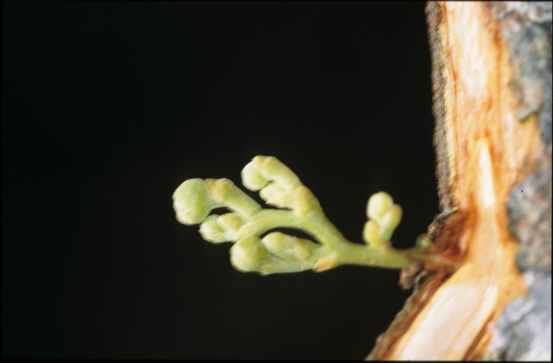 Unonopsis floribunda, photographed by Michael D. Pirie