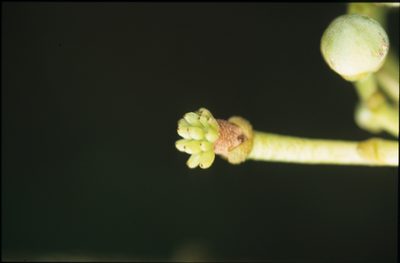 Unonopsis floribunda, photographed by Michael D. Pirie
