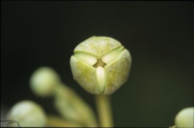 Unonopsis floribunda, photographed by Michael D. Pirie