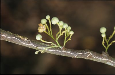 Unonopsis floribunda, photographed by Michael D. Pirie