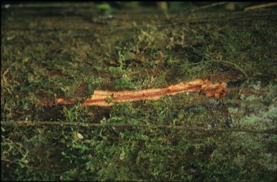 Unonopsis floribunda, photographed by Michael D. Pirie