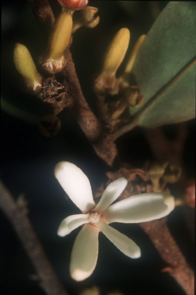 Xylopia pittieri, photographed by Michael D. Pirie