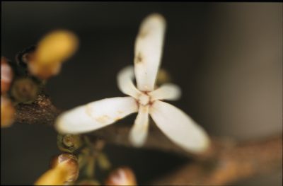 Xylopia pittieri, photographed by Michael D. Pirie
