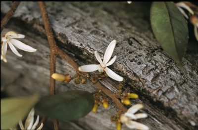 Xylopia pittieri, photographed by Michael D. Pirie