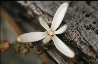 Xylopia pittieri, photographed by Michael D. Pirie