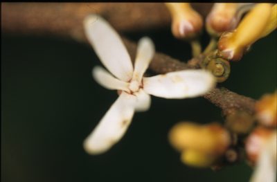 Xylopia pittieri, photographed by Michael D. Pirie