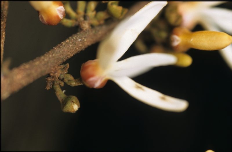 Xylopia pittieri, photographed by Michael D. Pirie