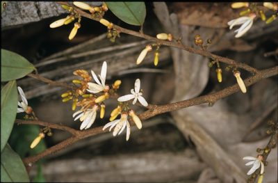 Xylopia pittieri, photographed by Michael D. Pirie