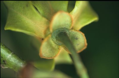 Guatteria punctata, photographed by Michael D. Pirie