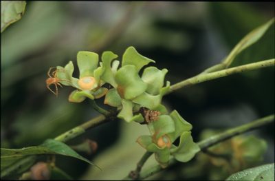 Guatteria punctata, photographed by Michael D. Pirie