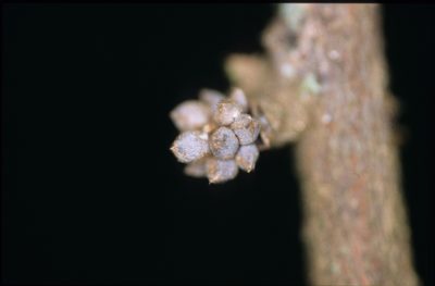 Unonopsis asterantha, photographed by Michael D. Pirie