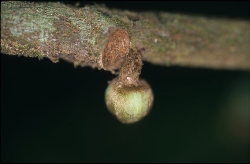 Unonopsis asterantha, photographed by Michael D. Pirie