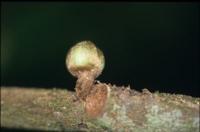 Unonopsis asterantha, photographed by Michael D. Pirie