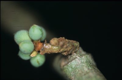 Unonopsis asterantha, photographed by Michael D. Pirie