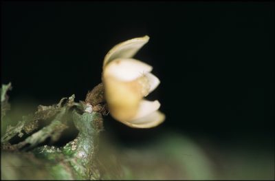 Unonopsis asterantha, photographed by Michael D. Pirie