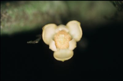 Unonopsis asterantha, photographed by Michael D. Pirie