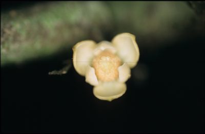 Unonopsis asterantha, photographed by Michael D. Pirie